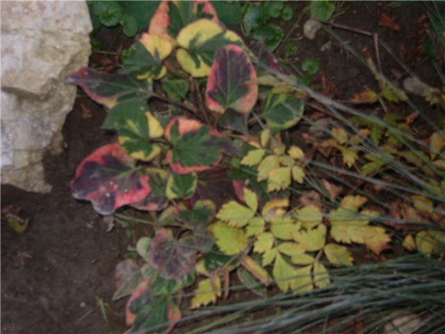 berberis